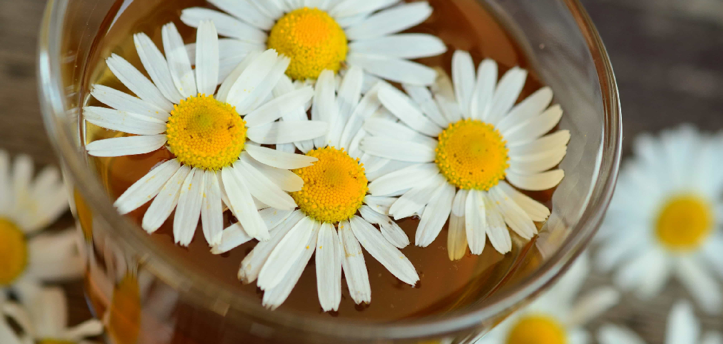 How to Make Chamomile Tea for Babies